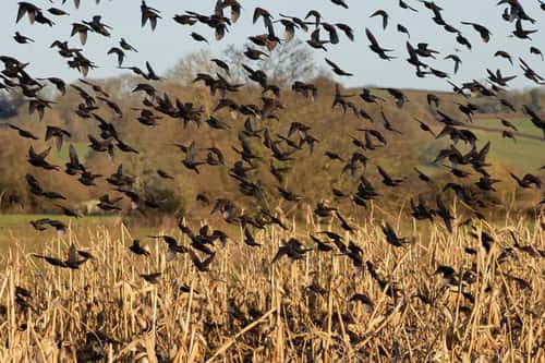 Starling Sturnus vulgaris, flock landing at a pre-roost in a Maize field at dusk, near Westhay, Somerset, UK, January