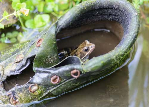 Common frog Rana temporaria, sitting in old gardening boot at edge of garden pond, County Durham, England, UK, August
