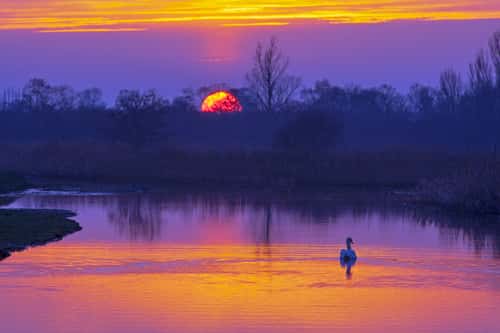 Mute swan Cygnus olor, swimming along river at sunset, Norfolk, February