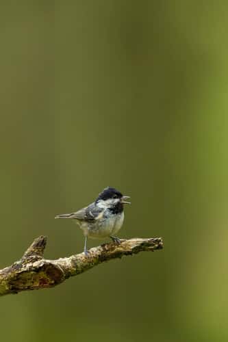 Coal tit Periparus ater, adult calling in woodland, Exmoor National Park, Somerset, England, UK, May