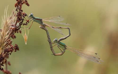 Southern emerald damselfly Lestes barbarus, pair mating on a stem, Essex, England, UK, August
