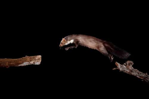 Beech marten Martes foina, adult leaping from branch, Spain, December