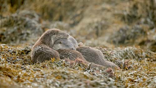 Otter Lutra lutra, family sleeping on seaweed-covered shore, Shetland, Scotland, UK, October