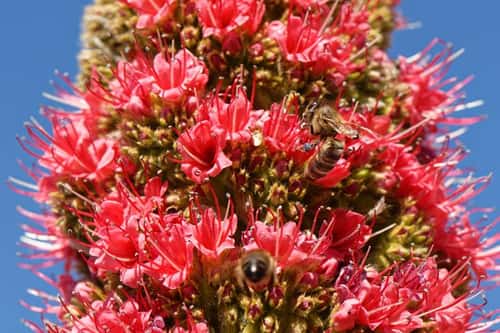 Honey bee Apis mellifera, nectaring from Mount Teide bugloss / Tower of jewels Echium wildpretii, flowers, Teide National Park, Tenerife, Canary Islands, May