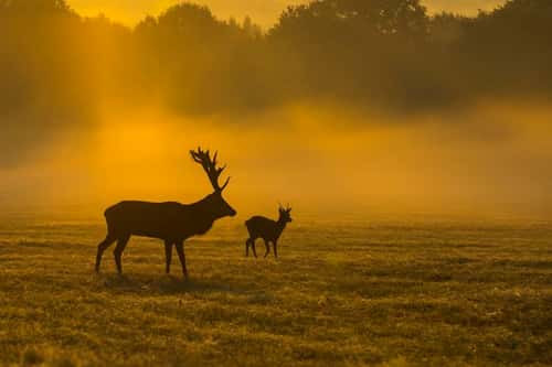 Red deer Cervus elaphus, stags on misty morning, Richmond Park, Greater London, October