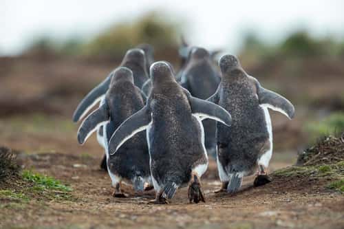 Gentoo penguin Pygoscelis papua, adult group walking back to their colony, Sea Lion Island, East Falkland, December