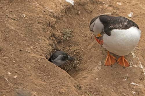 Puffin Fratercula artica, juvenile emerging from burrow with parent, Skomer Island Pembrokeshire, Wales, July