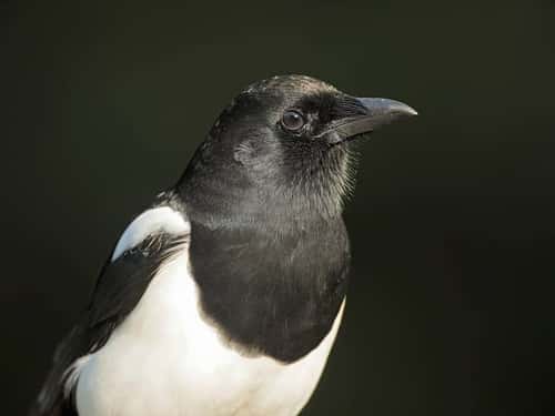 Magpie Pica pica, close up of adult, The Wirral, UK, October