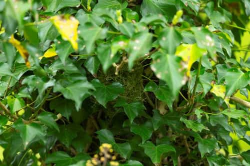 Firecrest Regulus ignicapillus, nesting in ivy, Forest of Dean, Gloucestershire, UK, May