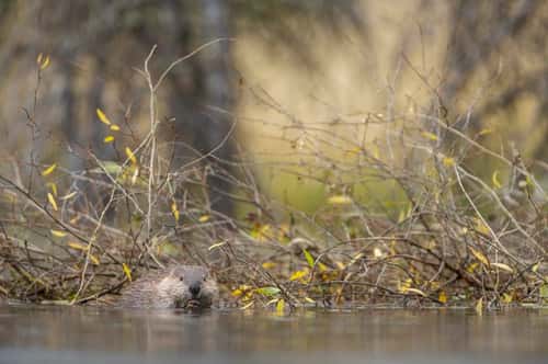 Beaver Castor canadensis, adult nibbling on a branch, Grand Tetons, September