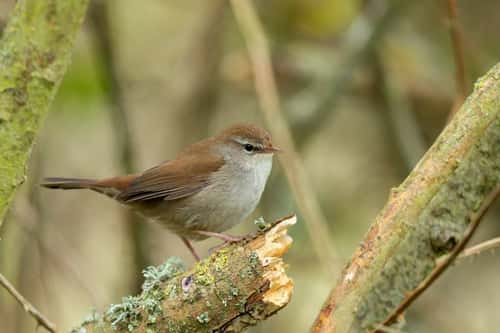 Cetti's warbler Cettia cetti, adult perched in vegetation, Langford Lakes, Wiltshire, April