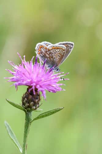 Brown argus Aricia agestis, perched on a knapweed flower, grassy area, nature reserve, County Durham, July