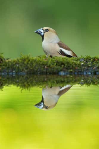 Hawfinch Coccothraustes coccothraustes, adult female by woodland pool, Tiszaalpár, Hungary, May