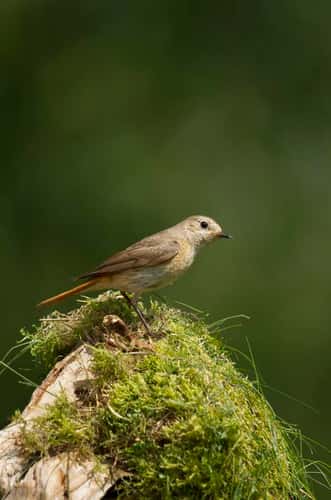 Redstart Phoenicurus phoenicurus, female standing on a old mossy covered stump, Cannock Chase, Cannock, Staffordshire, England, May