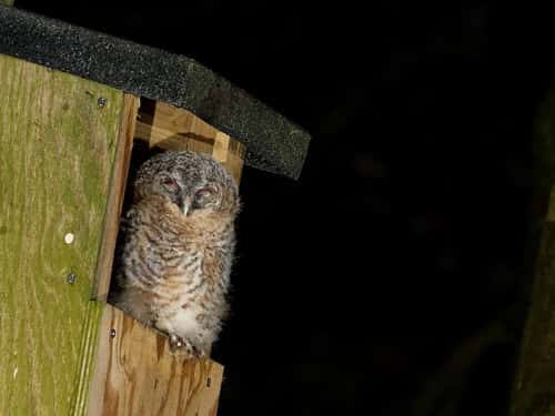 Tawny owl Strix aluco, chick perched at the entrance to a nest box with its eyes shut, Wiltshire garden, UK, June