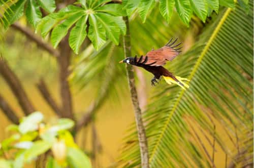 Montezuma oropendola, adult in flight, Costa Rica, January