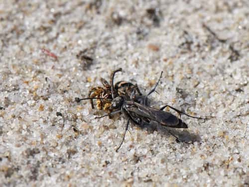 Leaden spider wasp Pompilus cinereus, female dragging a nationally scarce Jumping spider Aellurilus v-insignitus, male across a sandy patch of heathland, Dorset, UK, August