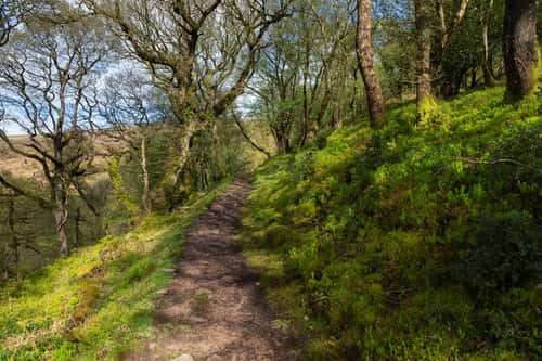 Landscape view of woodland ride, Exmoor National Park, Somerset, England, UK, May