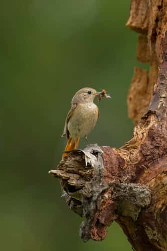 Redstart Phoenicurus phoenicurus, female collecting insects to feed young, Cannock Chase, Cannock, Staffordshire, England, May