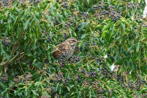 Redwing Turdus iliacus, adult perched in ivy, Greylake, Somerset, March