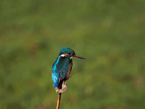 Kingfisher Alcedo atthis, adult perched on bullrush head, back view looking sideways, Holme, Norfolk, UK, October