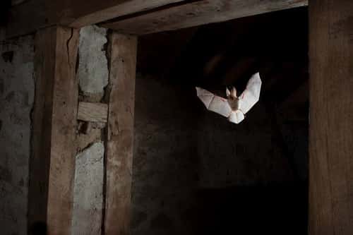 Brown long eared bat Plecotus auritus, adult flying through doorway, France, August
