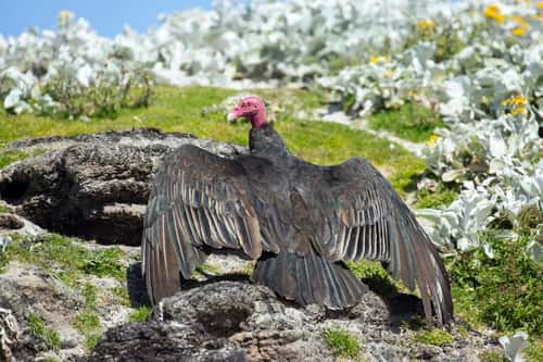 Turkey vulture Cathartes aura, adult sunbathing on ground, Sea Lion Island, East Falkland, December