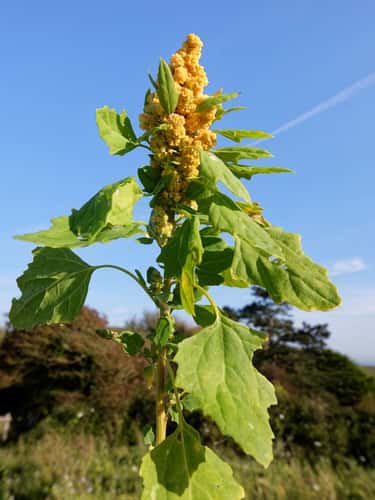 Quinoa Chenopodium quinoa, flowering in a game cover crop, Dorset, UK, October