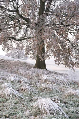 Vertical view of  frost-covered oak trees and grasses, Nottinghamshire, England, UK, December