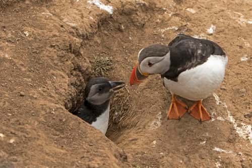 Puffin Fratercula artica, juvenile in burrow with parent, Skomer Island Pembrokeshire, Wales, July