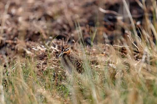 Common snipe Gallinago gallinago, snipe chick hidden in the grass and camouflaged well, May