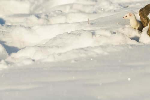 Least weasel Mustela nivalisa, adult peeking from behind rocks in snow, Pikla Linnumaja, Estonia, February