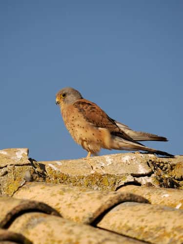 Lesser kestrel Falco naumanni, single male on roof, Spain, June