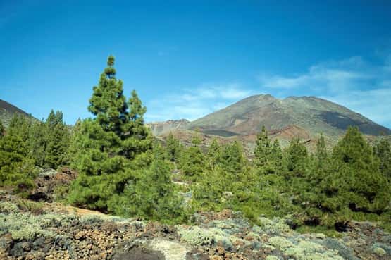 Casnary pine Pinus canariensis, high altitude forest on the lower slopes of Volcan Pico Viejo colonises poor volcanic soils and ancient lava flow, Parque National del Teide, Tenerife, Canary Islands, April