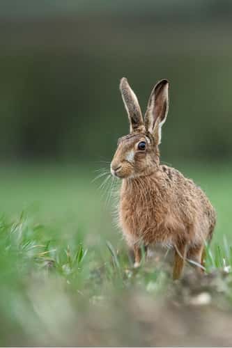 European hare Lepus europaeus, portrait, standing in agricultural low crops, Hertfordshire, England, UK, March
