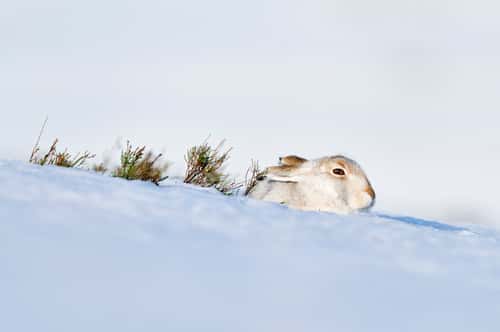 Mountain hare Lepus timidus, sheltering in snow hole, Lammermuir Hills, East Lothian, Scotland, UK, January