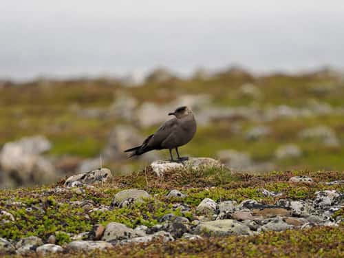 Arctoc skua Stercorarius parasiticus, dark phase adult perched on small rock in coastal breeding ground, front view looking back, Varanger, Norway, June