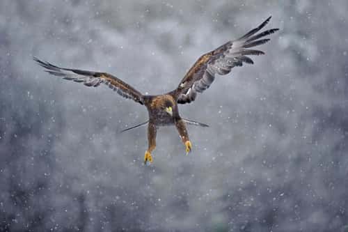 Golden eagle Aquila chrys...