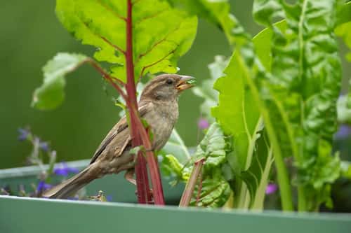 House sparrow Passer domesticus, adult female bird feeding on Swiss chard in a garden raised bed, Suffolk, England, UK, June