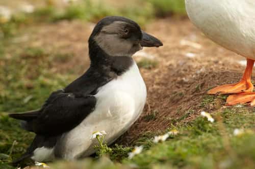 Puffin Fratercula arctica, puffling emerging from burrow with parent standing guard, Pembrokeshire, July