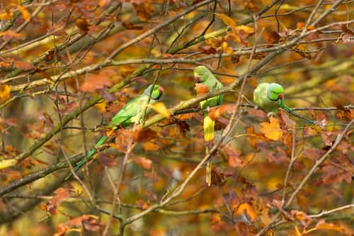 Rose-ringed parakeet Psittacula krameri, adults perched in trees, Kensington Gardens, London, November