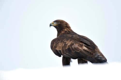 Golden Eagle Aquila chrys...