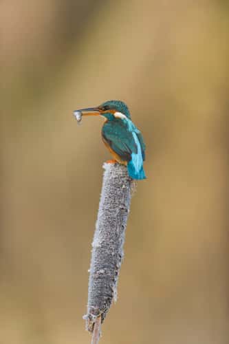 Common kingfisher Alcedo atthis, adult female perched on frost-covered reedmace seedhead with Three-spined stickleback Gasterosteus aculeatus, prey in beak, Suffolk, England, UK, December