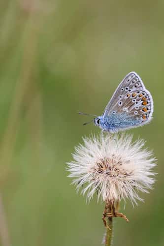 Common blue Polyommatus icarus, male, resting on dead plant in grassy area, nature reserve, County Durham, August