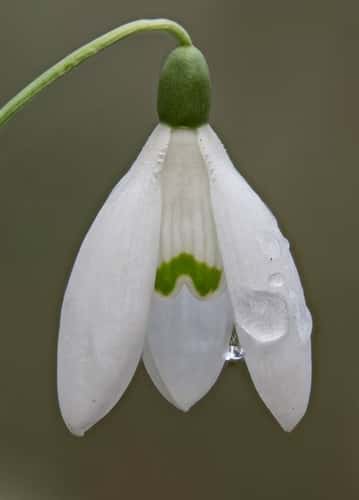 Snowdrop Galanthus nivalis with water droplets on petals, Essex, January-2.jpg