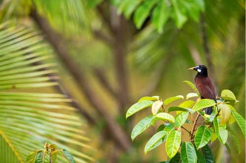 Montezuma oropendola, adult perched in tree, Costa Rica, January