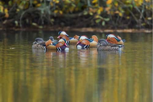 Mandarin duck Aix galericulata, breeding adult males and females group together on an Autumnal pond, Cannop Ponds, Forest of Dean, Gloucestershire, November