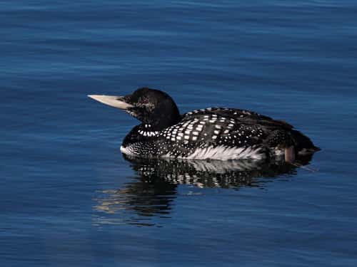White-billed diver Gavia adamsii, summer adult resting in harbour, side view, Vadso, Norway, June
