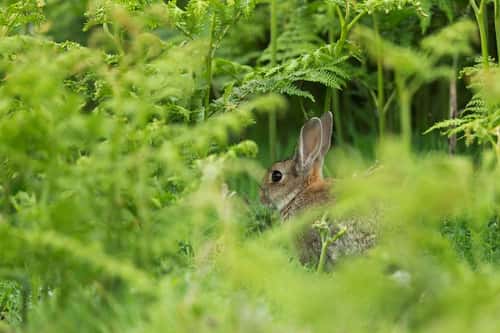European rabbit Oryctolagus cuniculus, adult sitting amongst bracken, Skomer, Pembrokeshire, June