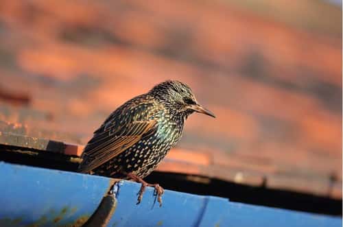 European starling Sturnus vulgaris, perched on roof gutter in late afternoon sunshine, Cleveland, England, UK, November